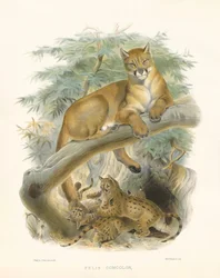 Bjergløve eller puma (Felis concolor)