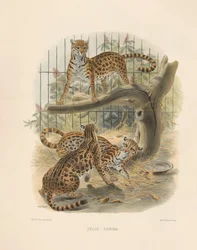 Ozelot (Felis tigrina)