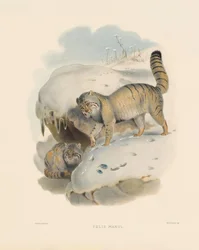Pallas