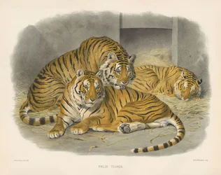 Kongelig bengalsk tiger (Felis tigris)