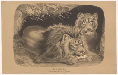 løve og løvinde Lion et Lionne (titel på objekt) Dyreundersøgelser i to typer kridt (serietitel) Etude aux deux farveblyanter af Z. Gengembre (serietitel på objekt)