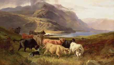 Highland Cattle med en Collie