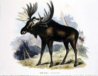 The Elk (Cervus alces) pædagogisk illustration pub. af Selskabet til Fremme af Kristendomskundskab