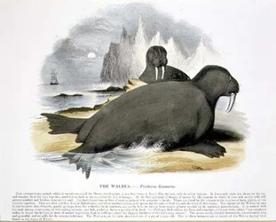 Valrossen (Trichecus rosmarus) - pædagogisk illustration udgivet af Society for Promoting Christian Knowledge