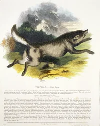 The Wolf (Canis lupus) pædagogisk illustration pub. af Society for Promoting Christian Knowledge, 1843 (akvatint)