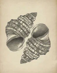 Detaljerede spiralskaller