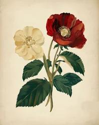 Elegante røde og gule blomster