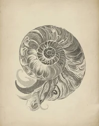Den indviklede nautilusspiral