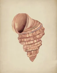Undersøgelse af spiralformede muslingeskaller