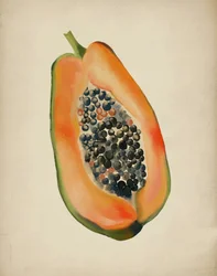 Halv frisk papaya