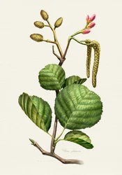 Botanisk undersøgelse af el
