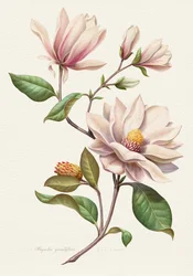 Blomstrende magnolier