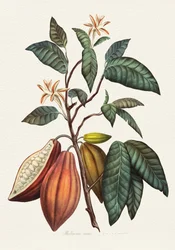 Den botaniske kakaoplante