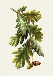 Botaniske ege-agern