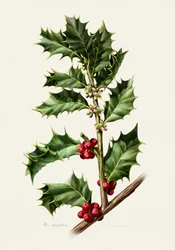 Festlige kristtornbær