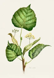 Blomstrende lindegren