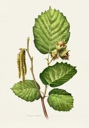 Botanisk hasselnødsgren