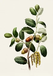 Ege-agern – botanisk