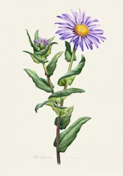 Botanisk undersøgelse af den lilla aster