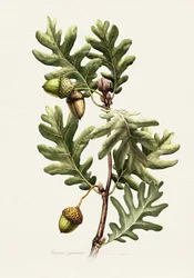 Botanisk kunst: Pyrenæisk eg