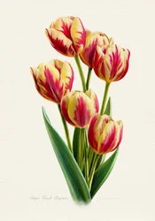 Farvestrålende stribede tulipaner
