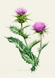Livlig tidsel – botanisk