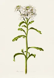 Hvid kandisblomst – botanisk beskrivelse