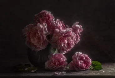 Mørkrosa pæoner