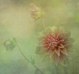 Drømmende dahlia-blomst