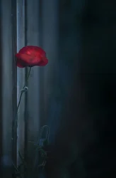 Stemningsfuld rød valmue i blomst