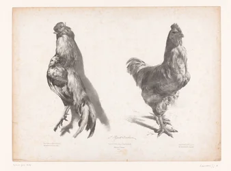 Studie af en død og en levende kylling Dyreundersøgelser (serietitel) Petites études d