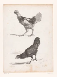 Undersøgelse af to kyllinger Dyreundersøgelser (serietitel) Petites études d