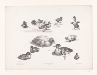 Undersøgelser af ænder og ællinger Dyreundersøgelser (serietitel) Petites études d