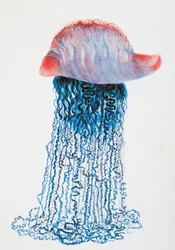 Medusa (Physalis pelagic), Brasilien, tegning af Jules Louis Lejeun (1804-1851), fra Duperreys rejse rundt om i verden, af Louis Isidore Duperrey (1786-1865), Frankrig