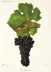 Carmenere drue af J. Troncy