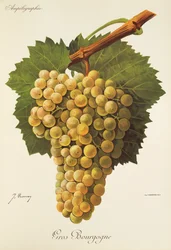 Gros Bourgogne drue af J. Troncy