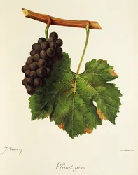 Pinot Gris drue af J. Troncy