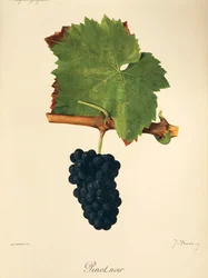 Pinot Noir drue af J. Troncy