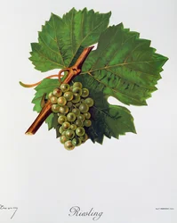 Riesling druer af Jules Troncy fra Ampelographie, Traite general de viticulture (Ampelography, General Treaty of Viticulture), bind II, af Pierre Viala (1859-1936) og Victor Vermorel (1848-1927), Paris