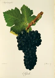 Syrah drue af J. Troncy