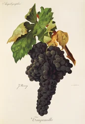 Tempranillo drue af J. Troncy