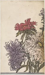 Krysantemum