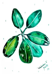 Friske rhododendronblade