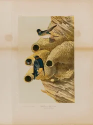 Klippesvaler