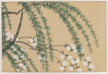 Flowers of a Hundred Worlds (Momoyogusa): Pil og Kirsebær (Yanagizakura)