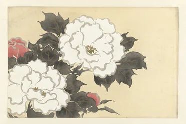 pæoner fukamigusa Flowers of a Hundred Worlds (serietitel) Momoyogusa, bind. 1 (serietitel)