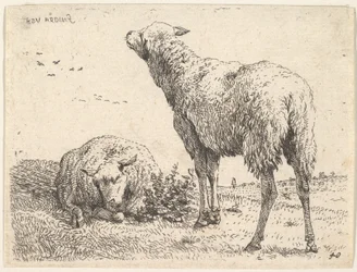 To får, det ene vist forfra i liggende stilling med benene foldet nedenunder..., ca. 1655.