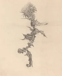 Tidsel