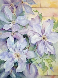 Clematis, præsidenten