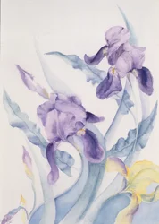 Iris, blå Hoppe